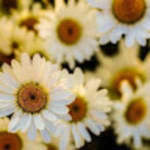 Meet your Posher, Bracha